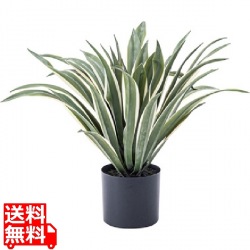 フェイクグリーン アガベ 写真1