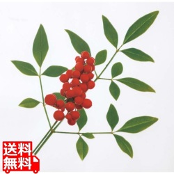 ミリオンフィルムシート(1000枚入)南天 写真1