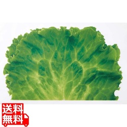 ミリオンフィルムシート(1000枚入)レタス 写真1