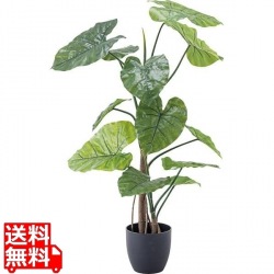 G1 フェイクグリーン クワズイモ 写真1