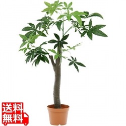 観葉植物 パキラ 朴の木タイプ 高さ150cm グリーン 写真1
