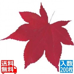型抜きクリアシート(200枚入)65368 赤もみじ 写真1
