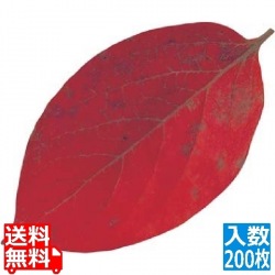 型抜きクリアシート(200枚入)65369 柿の葉 写真1
