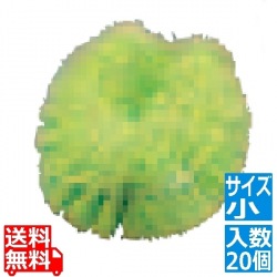 PP 正直たわし 小 (20個入)グリーン 写真1