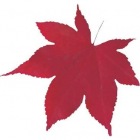型抜きクリアシート(200枚入)65785 ミニ・赤もみじ