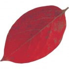 型抜きクリアシート(200枚入)65786 ミニ・柿の葉