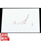 四季紙 萬寿(100枚入)M33-109 桜