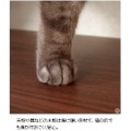 キャットトイレクローゼット 幅75 高さ99 木目柄 CR-1011 ホワイト 宮武製作所 写真10