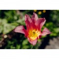 20-40mm F/2.8 Di III VXD A062 ソニーE 写真11
