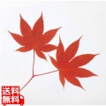 ミリオンフィルムシート(1000枚入)紅葉 写真1