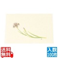 尺三 懐石まっと クリーム(100枚入)WSS-5 あやめ