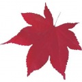 型抜きクリアシート(200枚入)65785 ミニ・赤もみじ 写真1