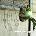 ビカクシダバスケット LPG-B230-1-SL ビカクシダ コウモリラン 観葉植物 板付 壁付け ビカクシダバスケット 水苔 コウモリランバスケット ステンレスカゴ コルク 写真2