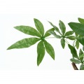 観葉植物 パキラ スタンダード 高さ172cm グリーン 写真2