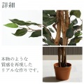 観葉植物 フィカス A 高さ150cm グリーン 【メーカー直送品の為、代引不可・返品不可】 写真3