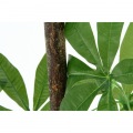 観葉植物 パキラ スタンダード 高さ172cm グリーン 写真3