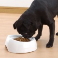 犬用 食べやすい食器 SS浅型 写真3