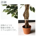 観葉植物 フィカス B 高さ160cm グリーン 【メーカー直送品の為、代引不可・返品不可】 写真4