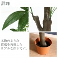 観葉植物 パキラ 朴の木タイプ 高さ150cm グリーン 写真4