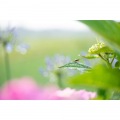 70-300mm F/4.5-6.3 Di III RXD A047 ニコンZ 写真4