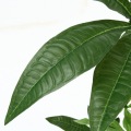 観葉植物 パキラ 朴の木タイプ 高さ150cm グリーン 写真5