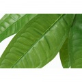 観葉植物 パキラ スタンダード 高さ172cm グリーン 写真5