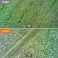200万画素(フルHD対応)USB顕微鏡 写真5