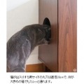 キャットトイレクローゼット 幅75 高さ99 木目柄 CR-1011 ホワイト 宮武製作所 写真6