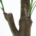 観葉植物 パキラ 朴の木タイプ 高さ150cm グリーン 写真6