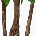 観葉植物 パキラ スタンダード 高さ172cm グリーン 写真6