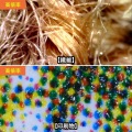 200万画素(フルHD対応)USB顕微鏡 写真6
